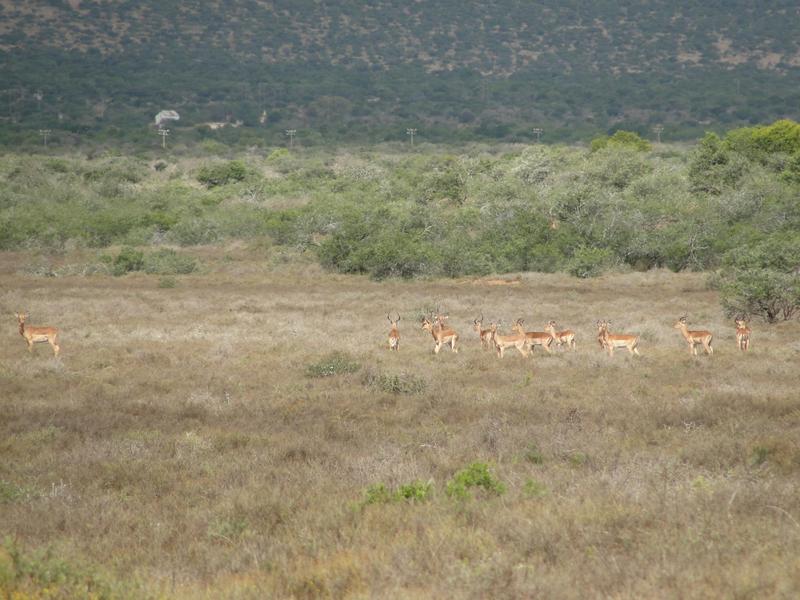 0 Bedroom Property for Sale in Kirkwood Eastern Cape